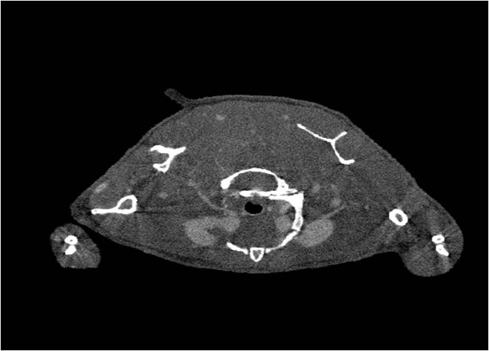 心血管.jpg 心血管.jpg